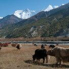 Yak Pasture